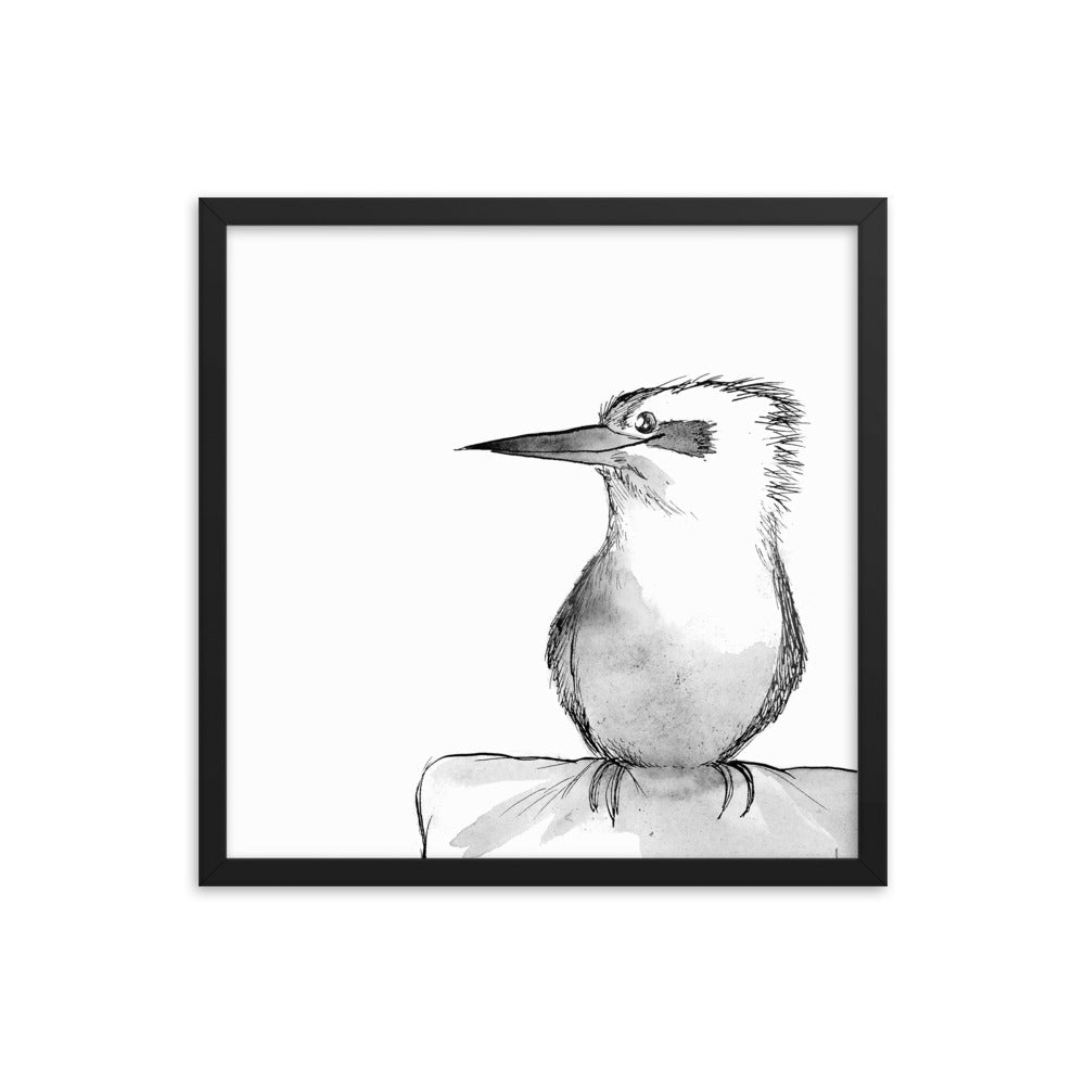 Kookaburra Watercolor Sketch (Framed Poster Print) - Jason Chatfield