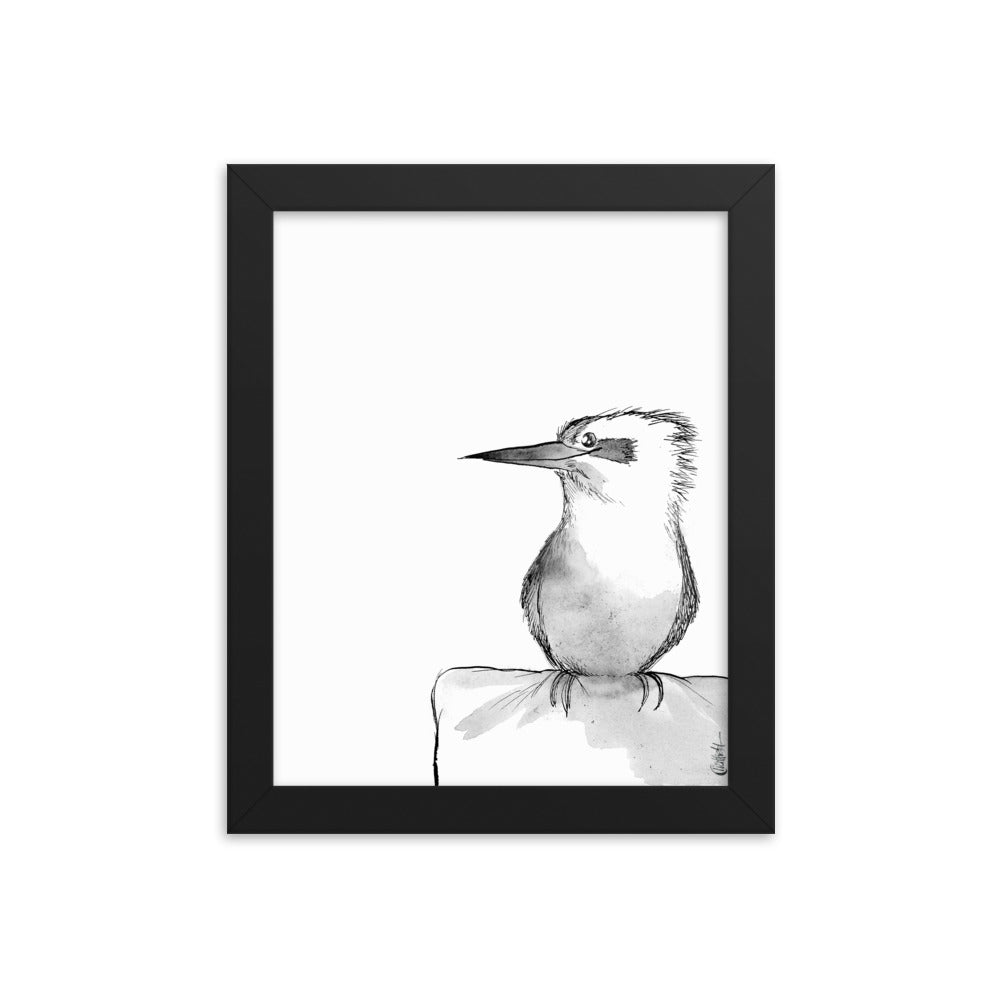 Kookaburra Watercolor Sketch (Framed Poster Print) - Jason Chatfield
