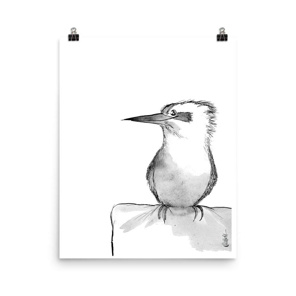 Kookaburra Watercolor Sketch (Print) - Jason Chatfield